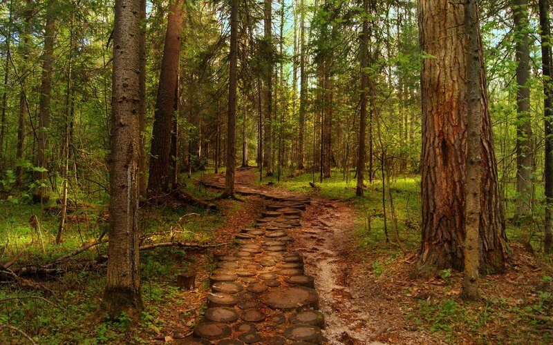 Forest Path with Logs — Green, Serene, Afternoon, Photograph, Trees, Grass, Brown
