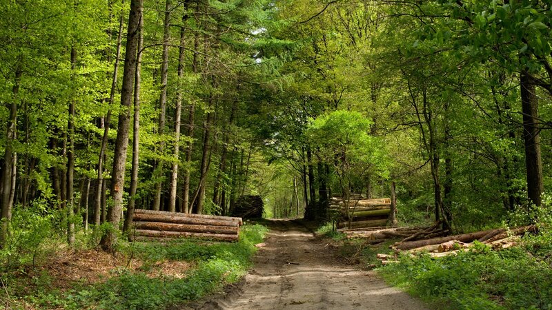 Forest Path with Logs — Green, Serene, Afternoon, Photograph, Trees
