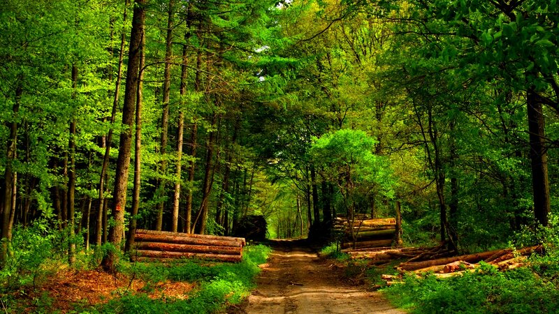 Forest Path with Logs — Green, Serene, Afternoon
