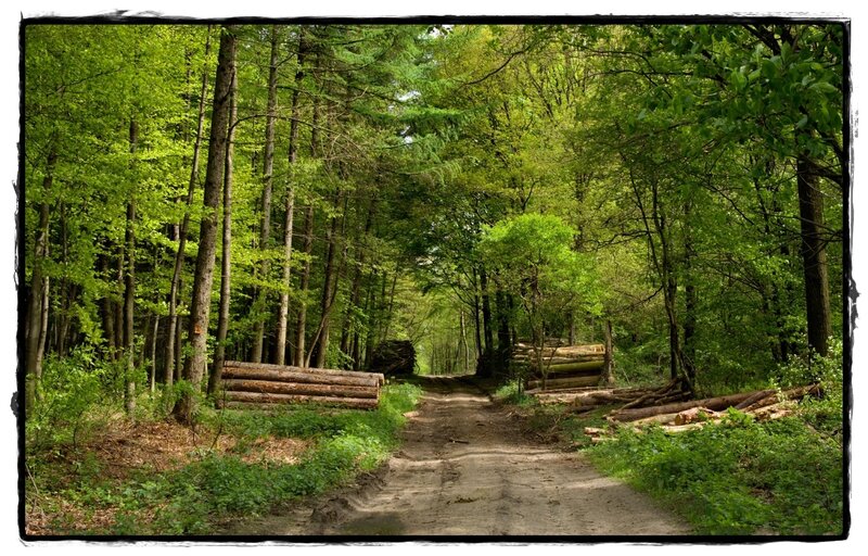 Forest Path with Logs — Green, Serene