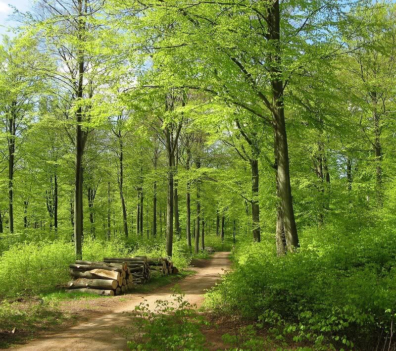 Forest Path with Logs — Green
