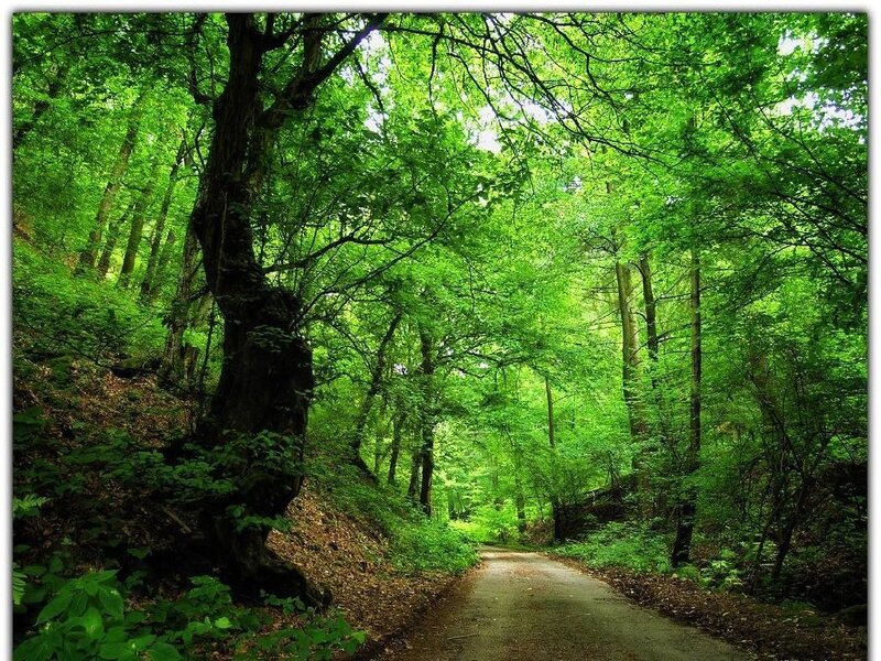 Forest path with lush green trees
