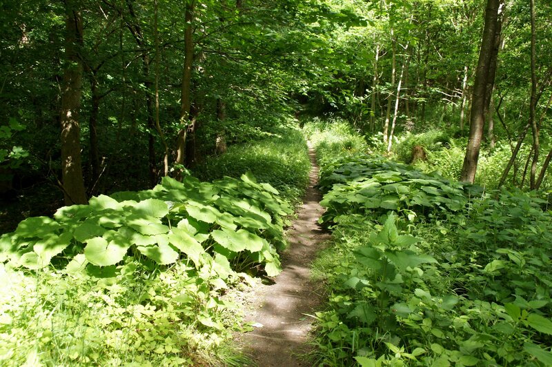 Forest path with lush greenery