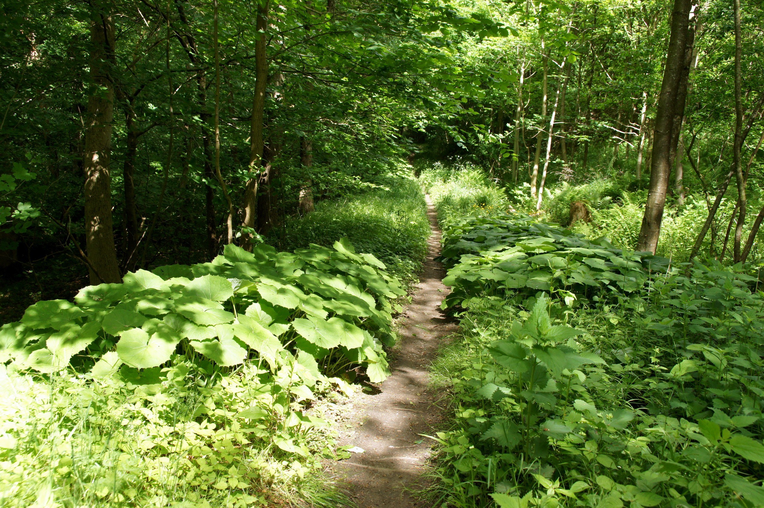 Forest path with lush greenery