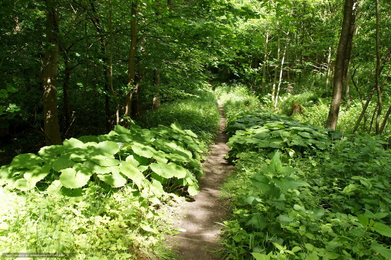 Forest path with lush greenery