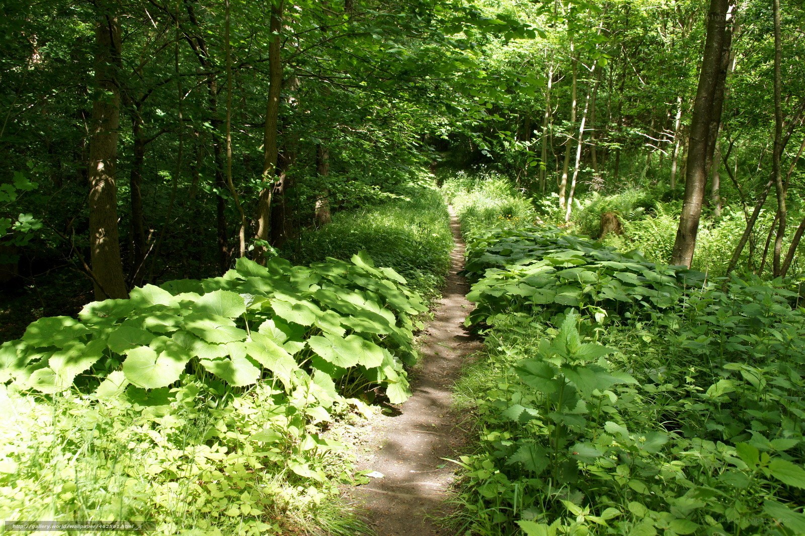 Forest path with lush greenery
