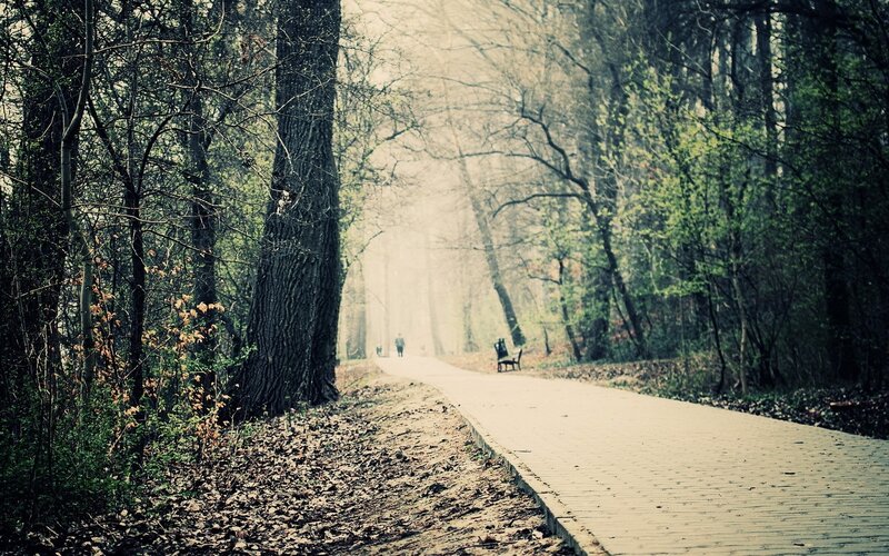 Forest path with misty atmosphere