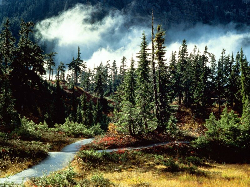 Forest path with misty mountains