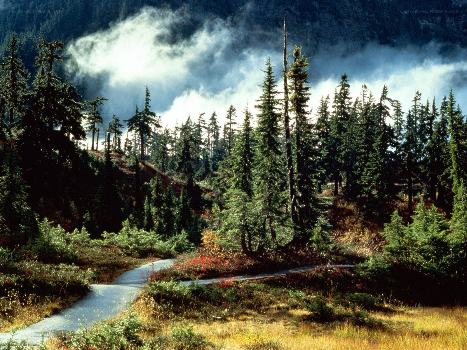 Forest path with misty mountains