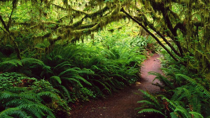 Forest path with moss and ferns