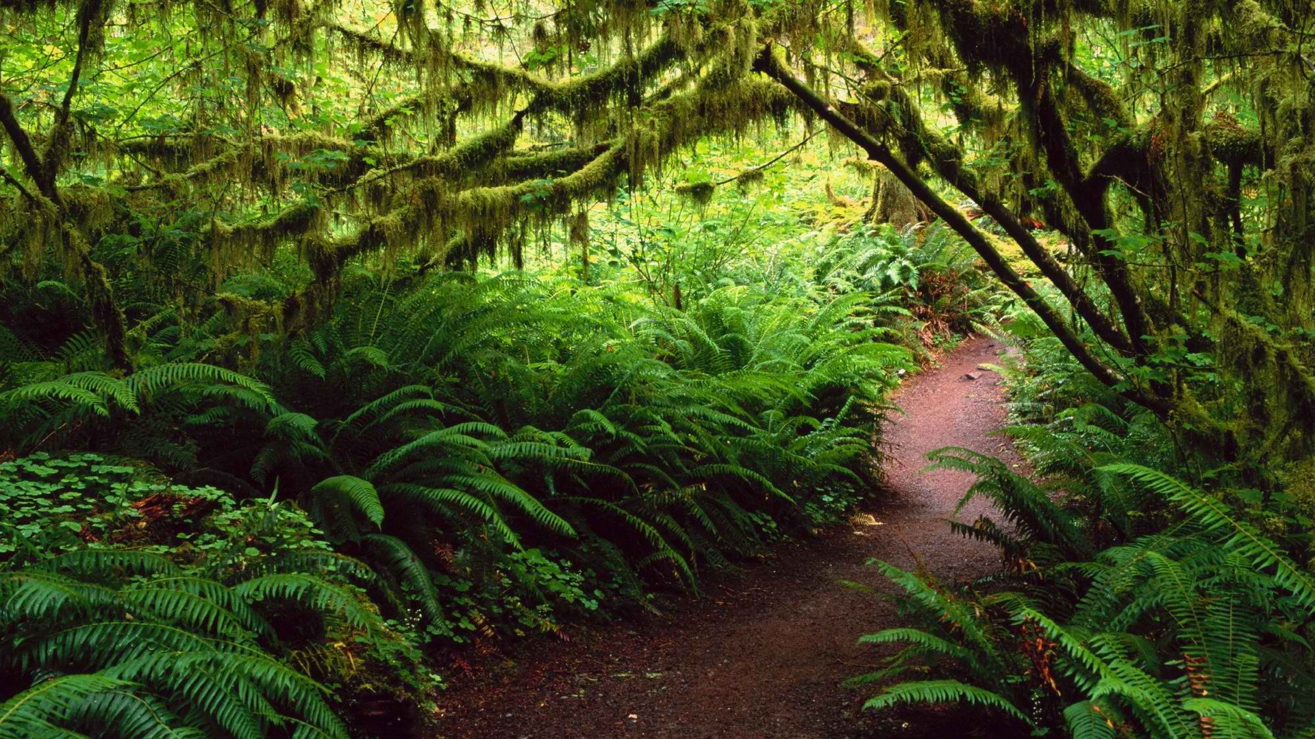 Forest path with moss and ferns