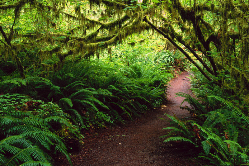 Forest path with moss and ferns