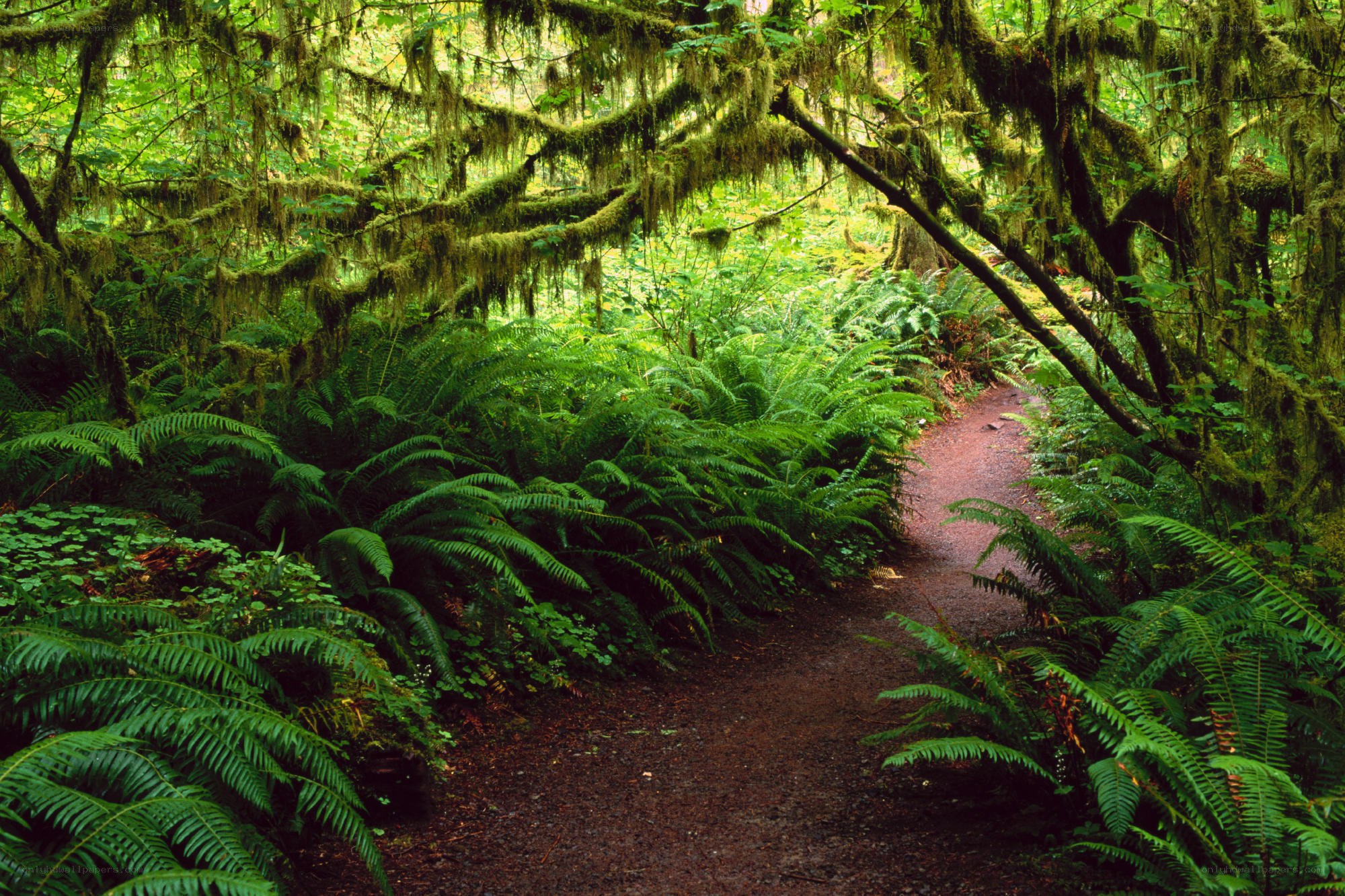 Forest path with moss and ferns