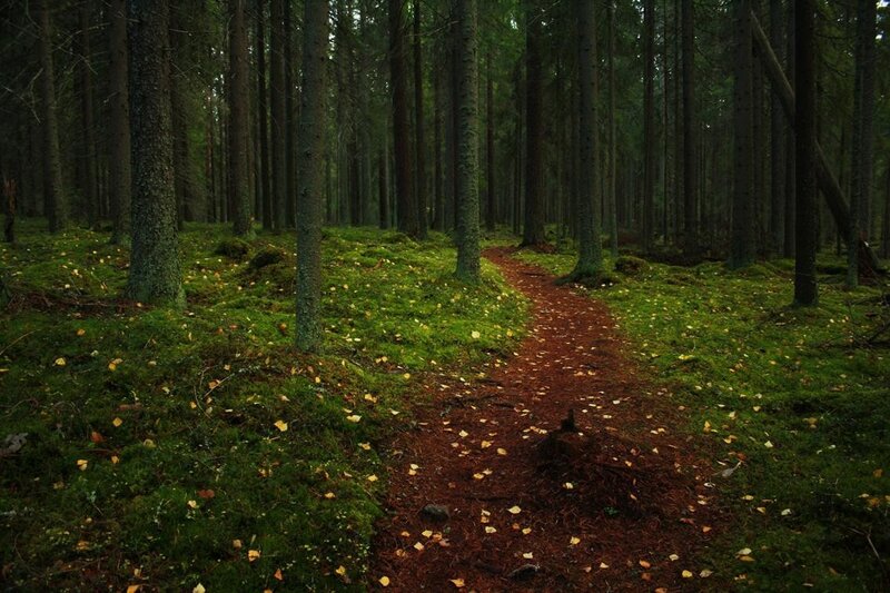 Forest path with moss and pine needles