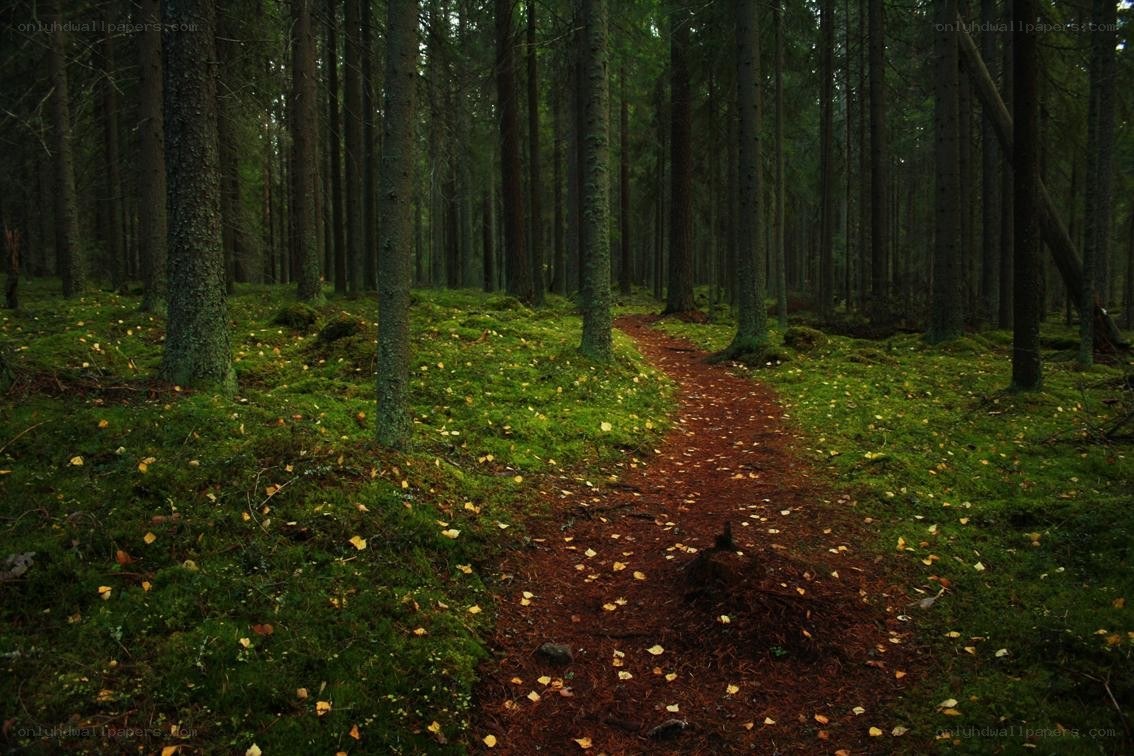 Forest path with moss and pine needles