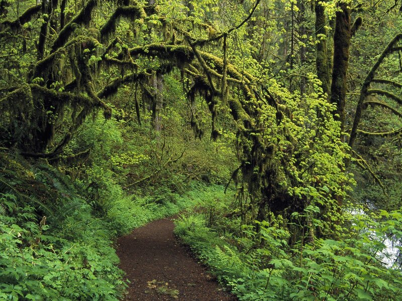 Forest path with moss-covered trees
