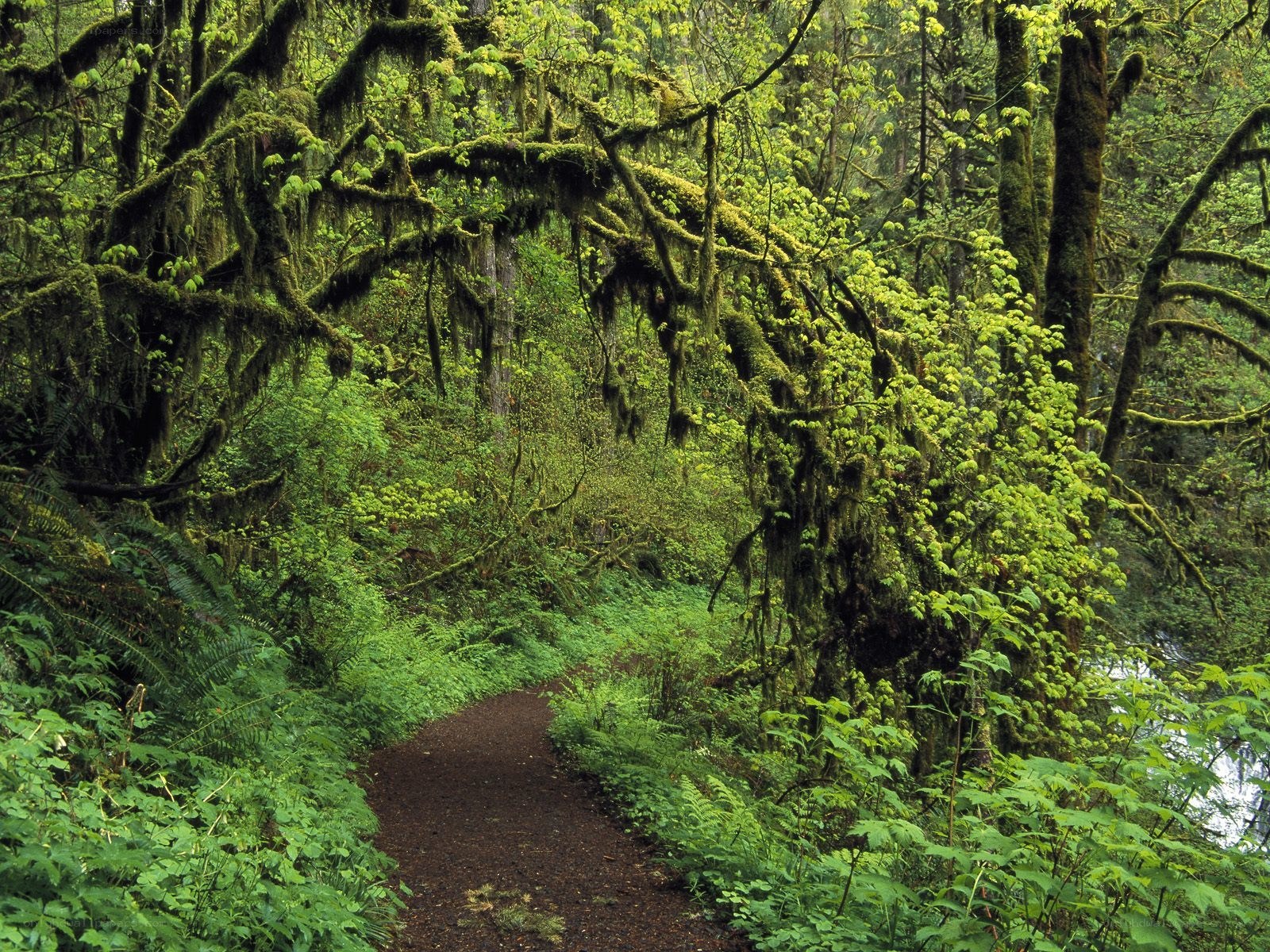 Forest path with moss-covered trees
