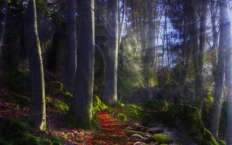 Forest Path with Moss — Green, Serene, Autumn, Digital Art