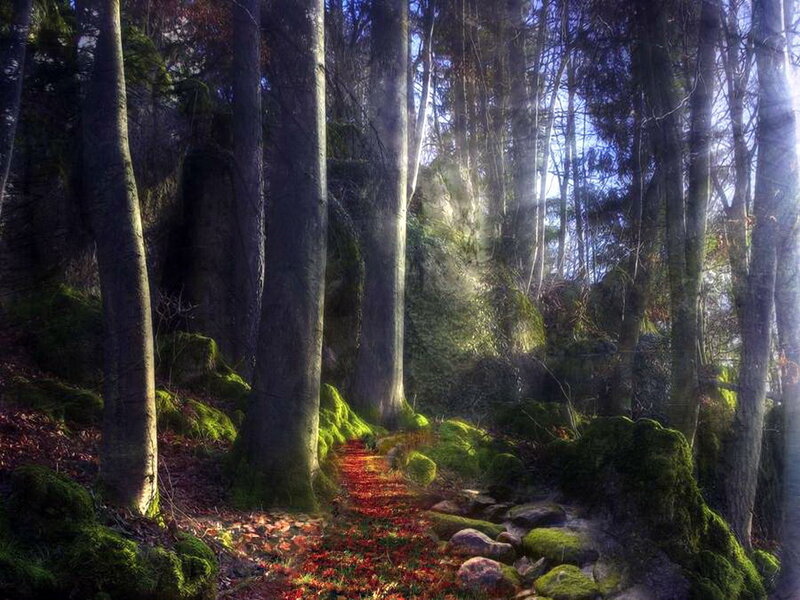 Forest Path with Moss — Green, Serene, Autumn, Photograph