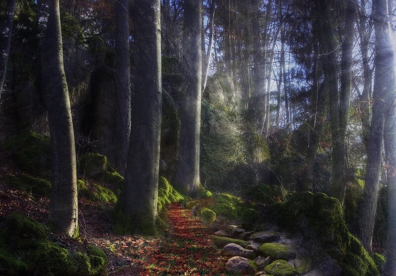 Forest Path with Moss — Green, Serene, Autumn, Photograph, Trees