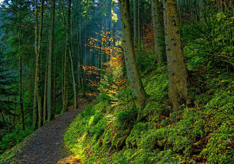 Forest Path with Moss — Green, Serene, Autumn