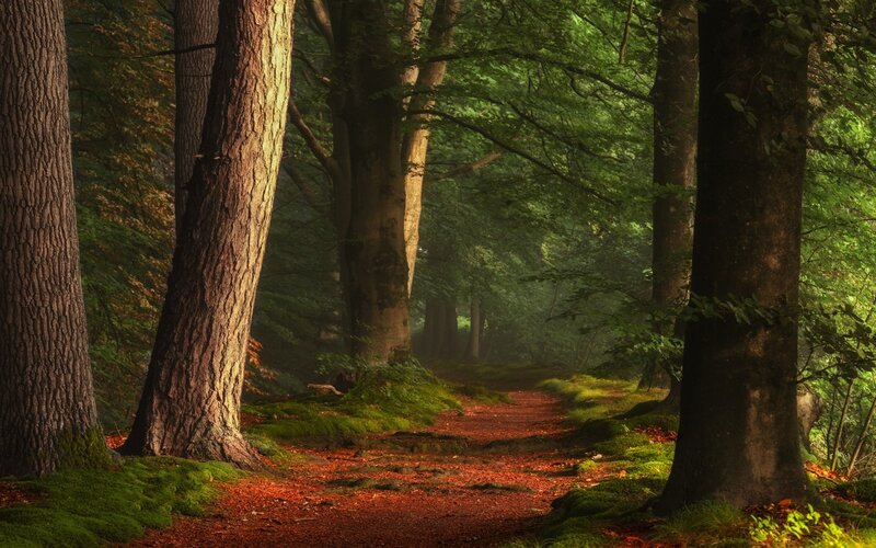 Forest Path with Moss — Green, Serene, Morning