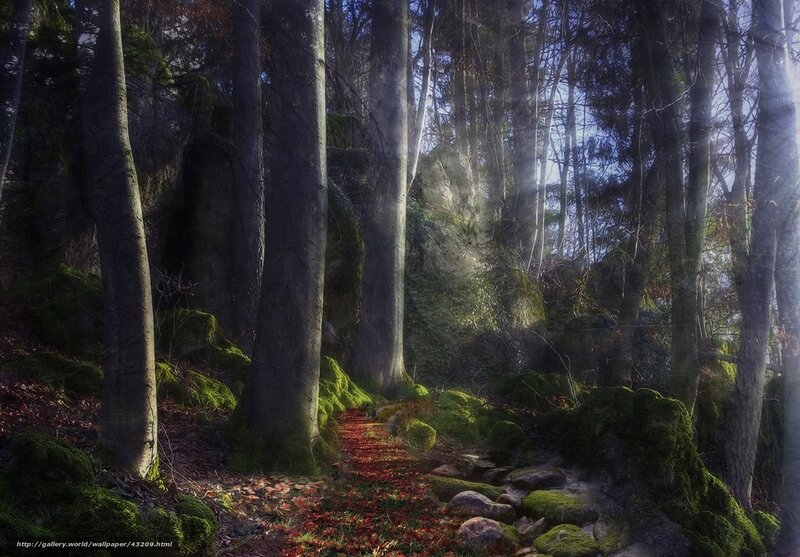 Forest Path with Moss — Green, Serene