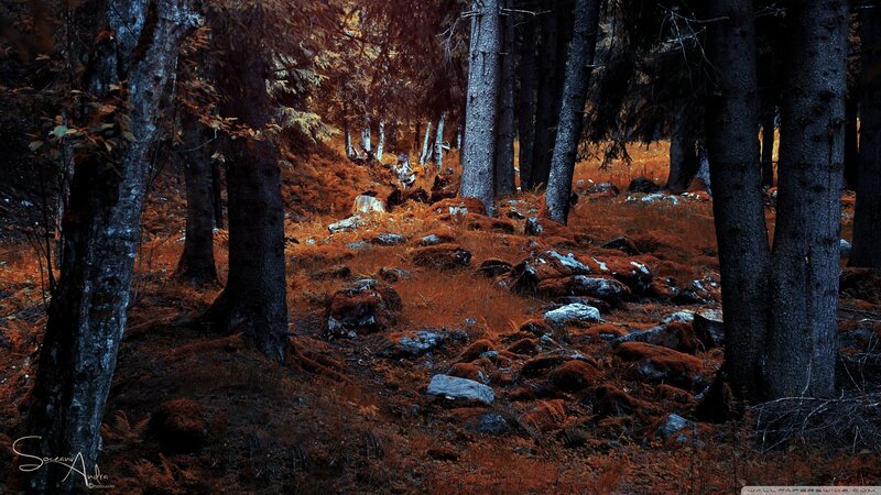 Forest Path with Moss — Orange
