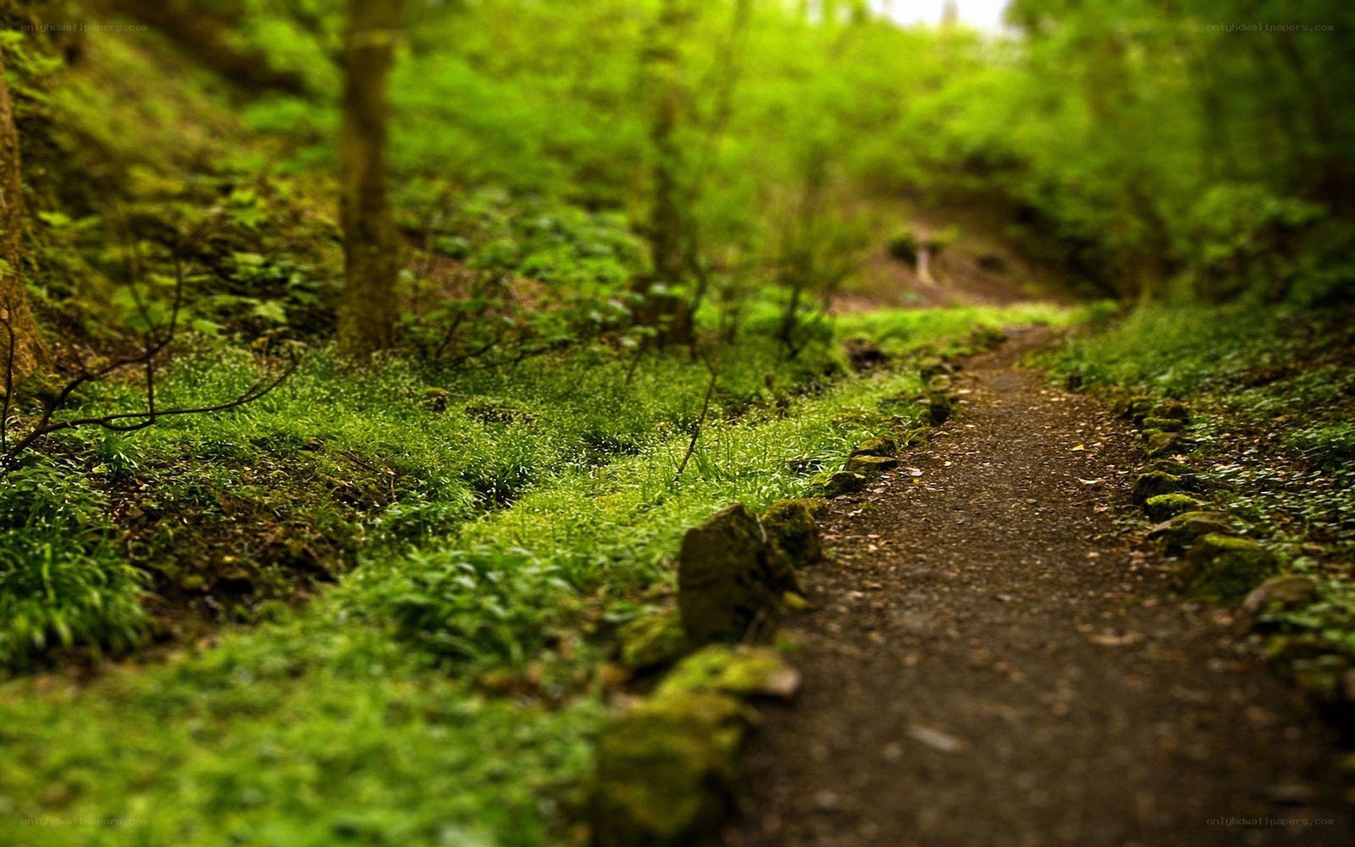 Forest path with mossy greenery