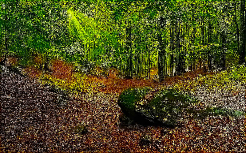 Forest Path with Mossy Rock