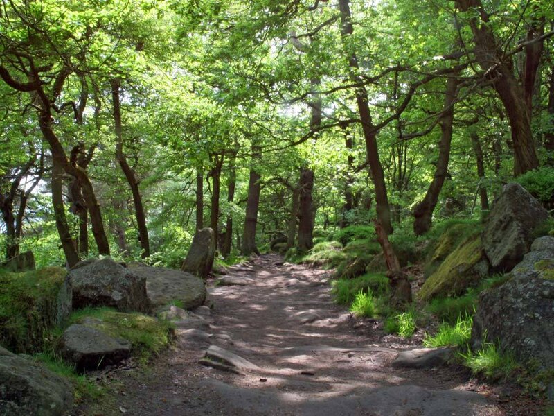 forest path with mossy rocks