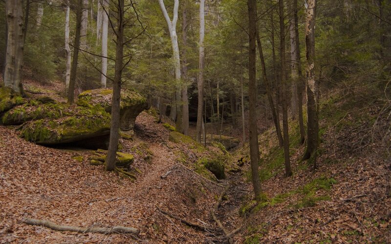 Forest Path with Mossy Rocks — Brown