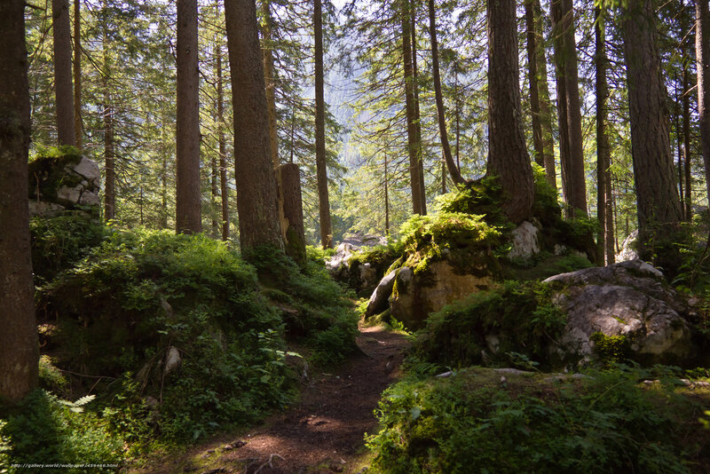 Forest path with mossy rocks