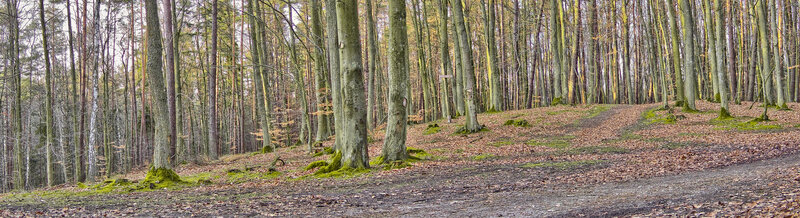 Forest path with mossy trees