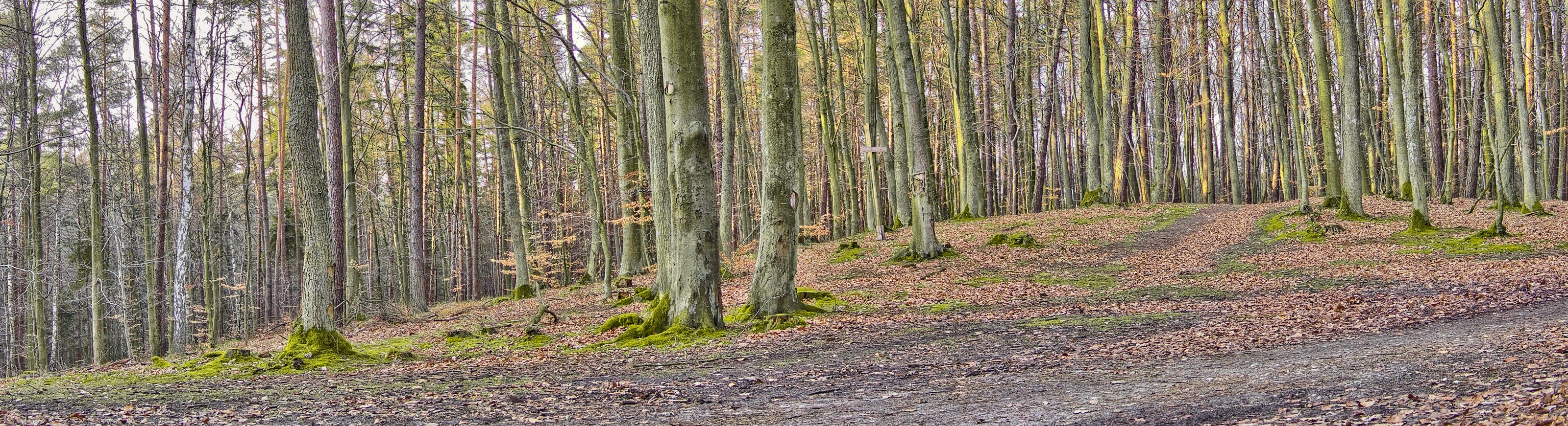 Forest path with mossy trees