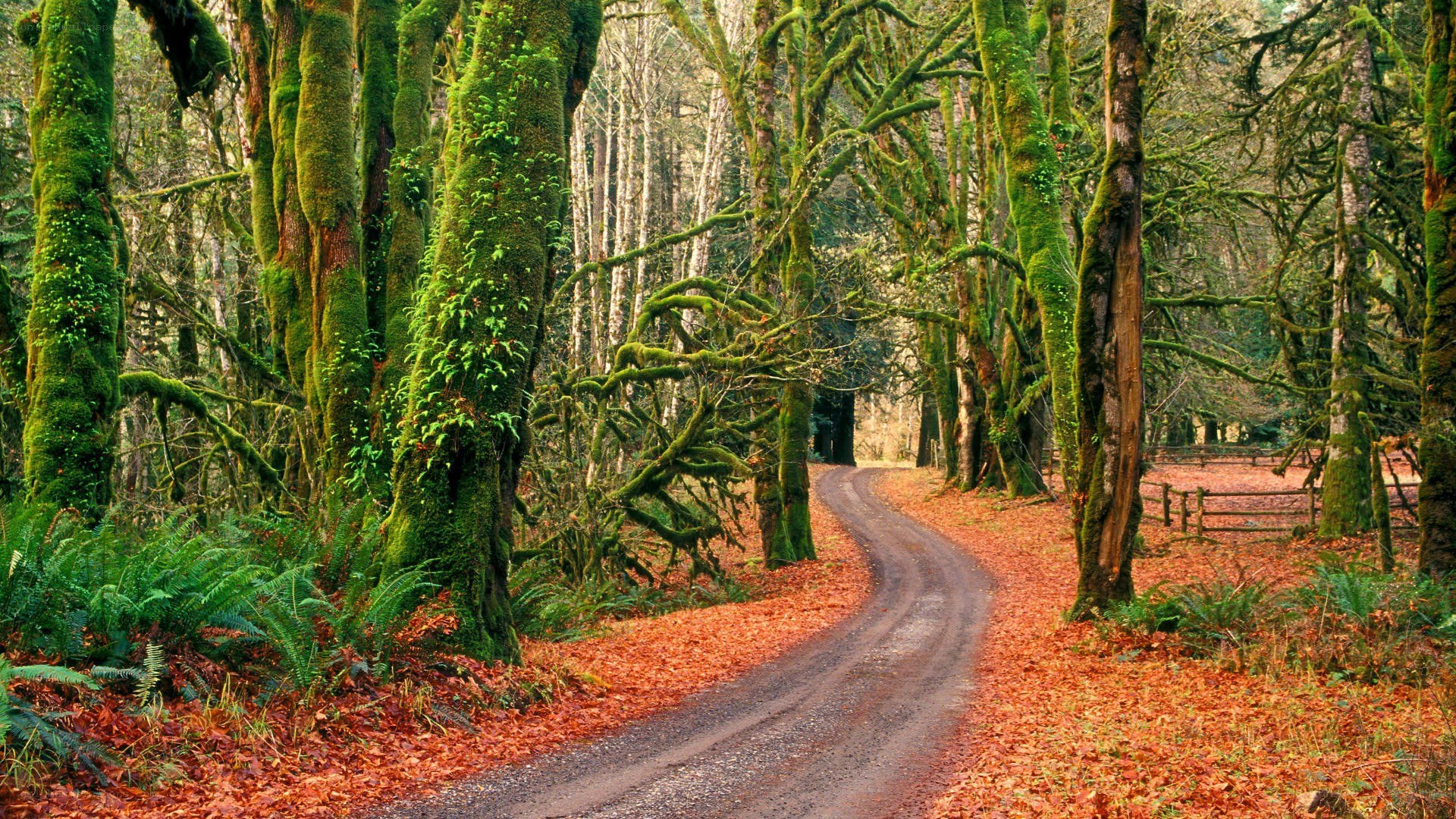 Forest path with mossy trees