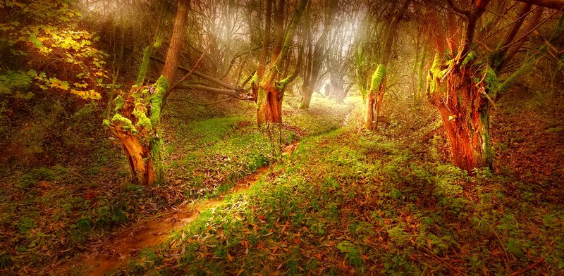 Forest Path with Mossy Trees — Green, Serene