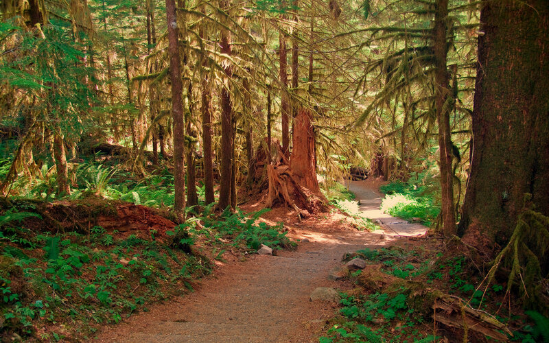 Forest Path with Mossy Trees — Green