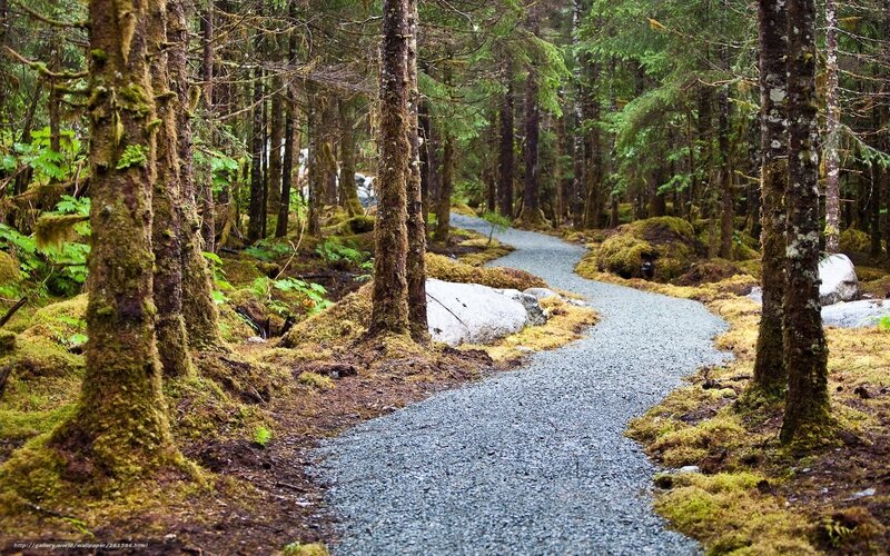 forest path with mossy trees