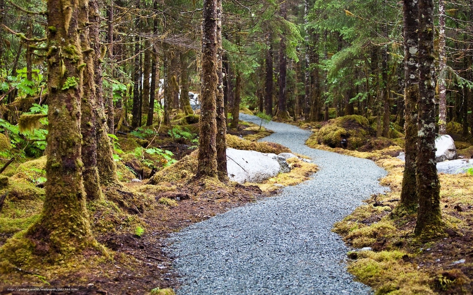 forest path with mossy trees