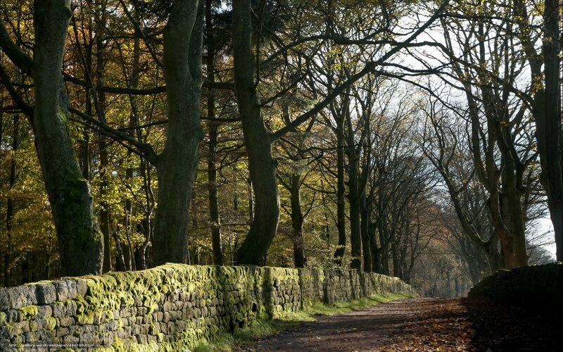 Forest path with mossy wall