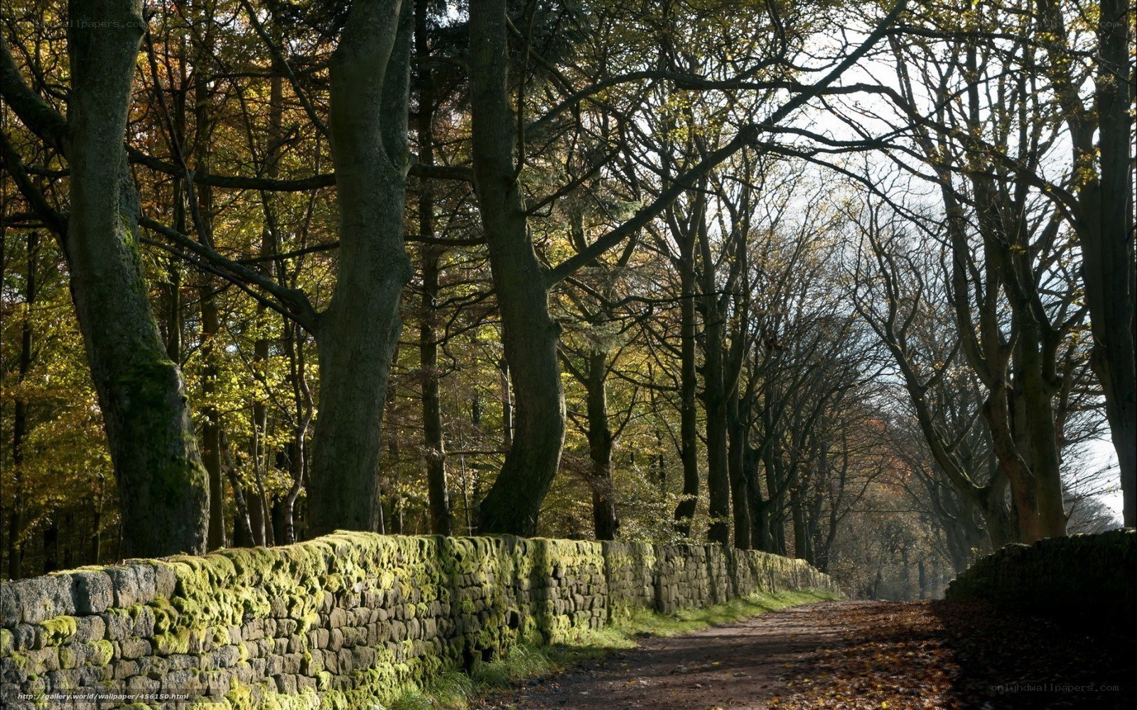 Forest path with mossy wall