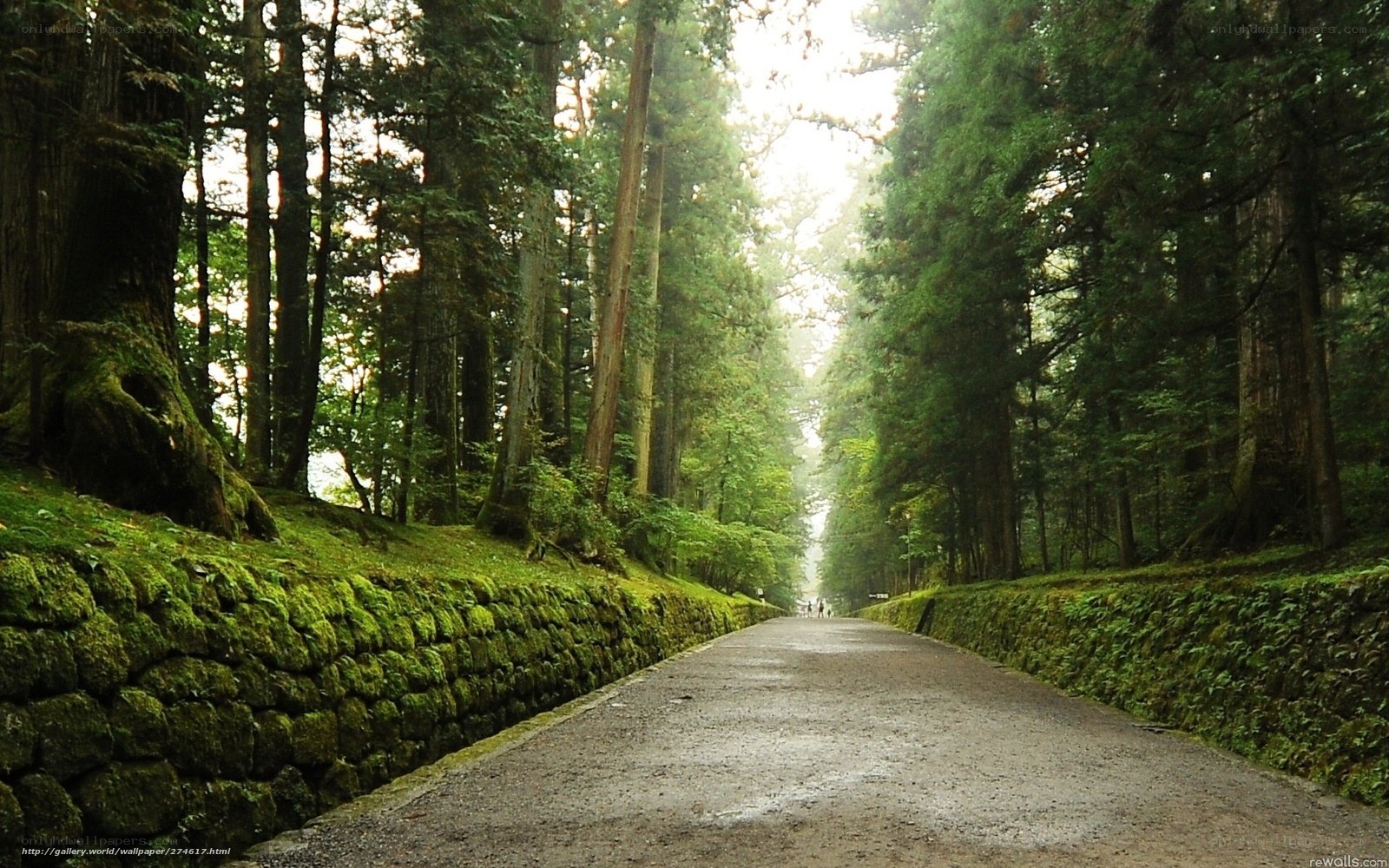 Forest path with mossy walls
