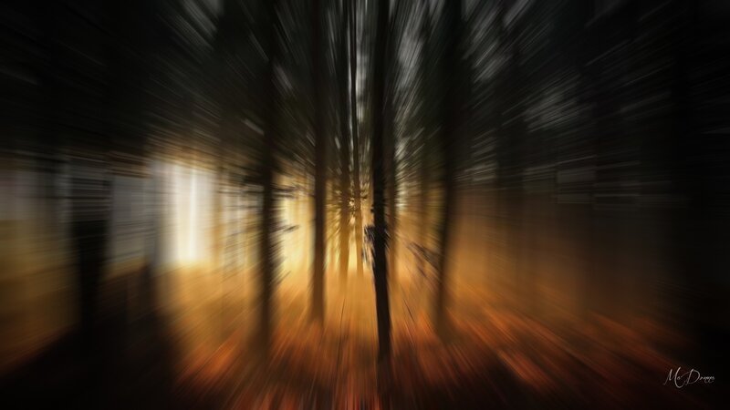 Forest Path with Motion Blur — Black