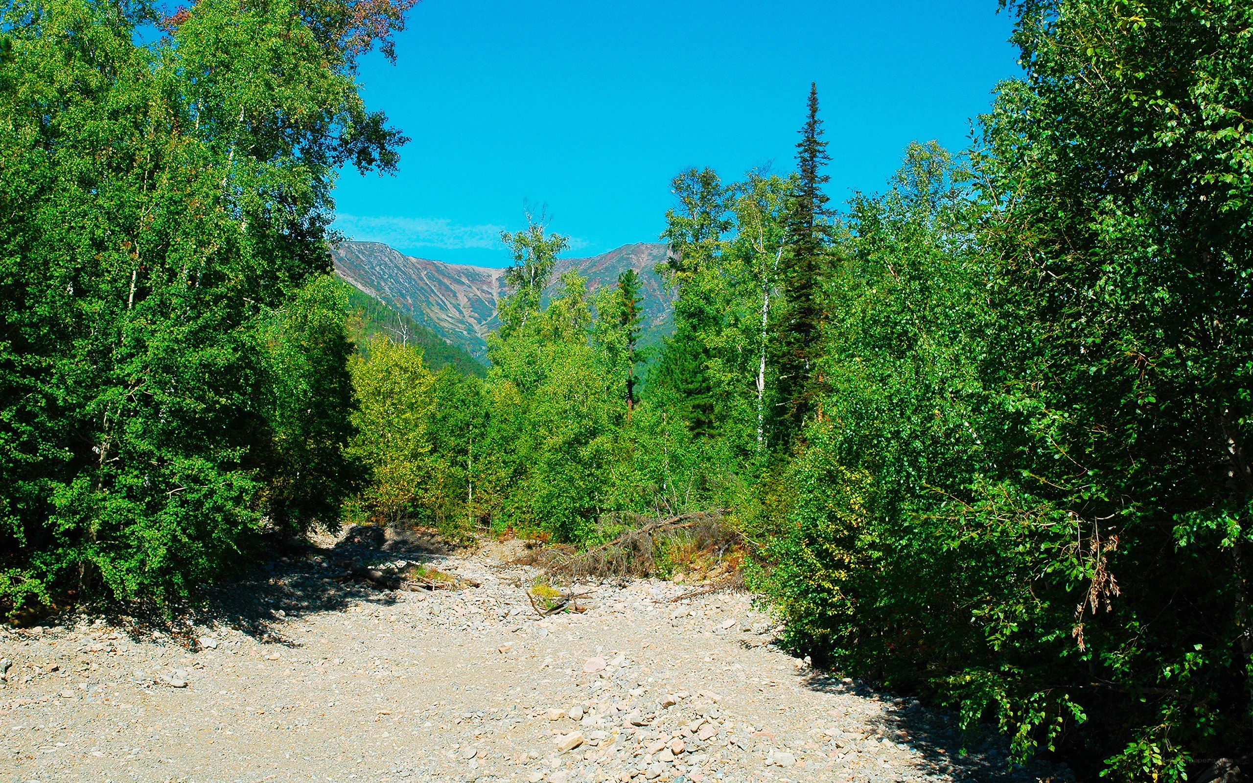 Forest path with mountain view