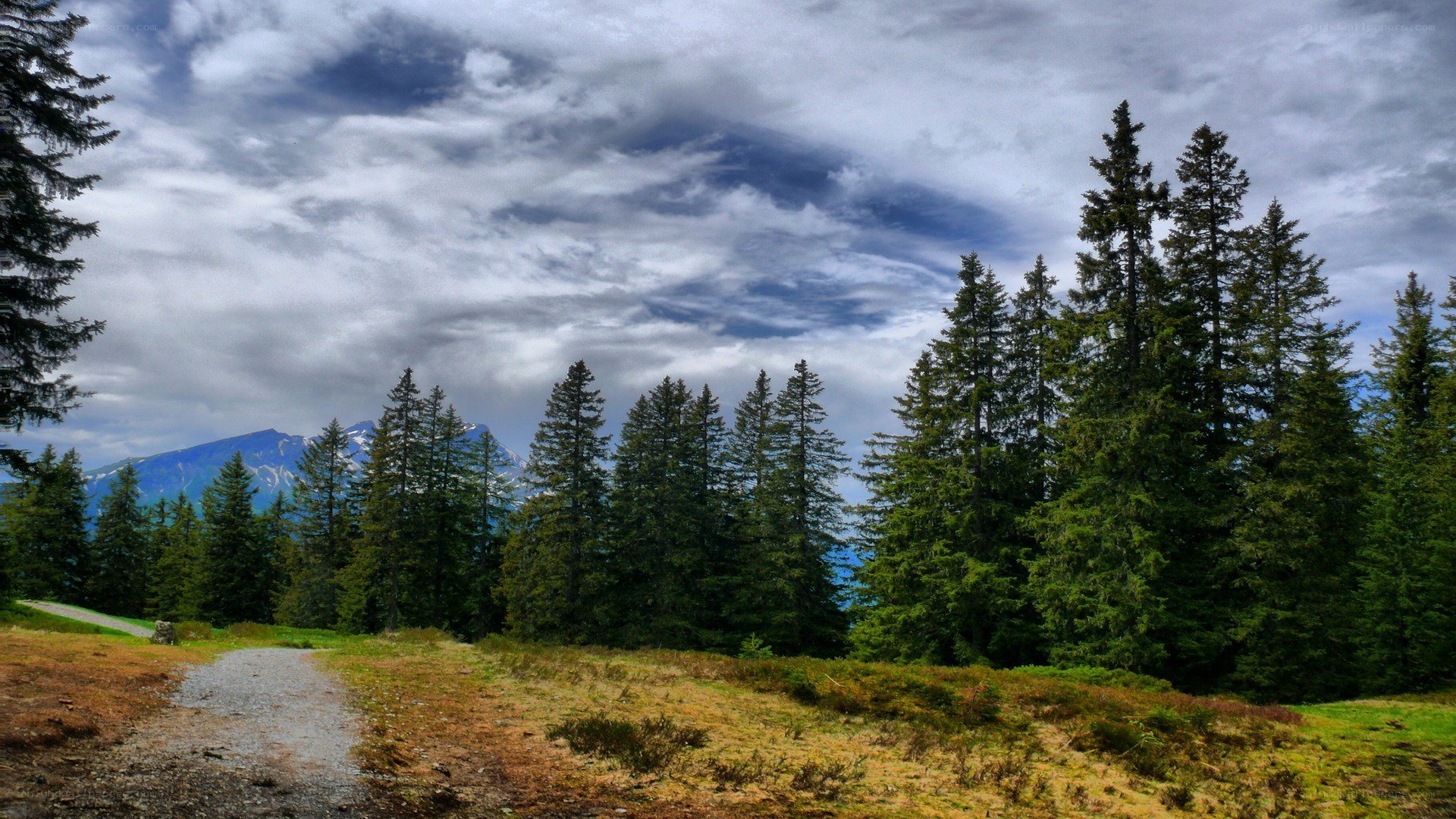 Forest path with mountain view