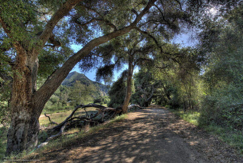 Forest path with mountain view