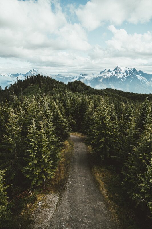 Forest Path with Mountains — Green, Serene, Afternoon