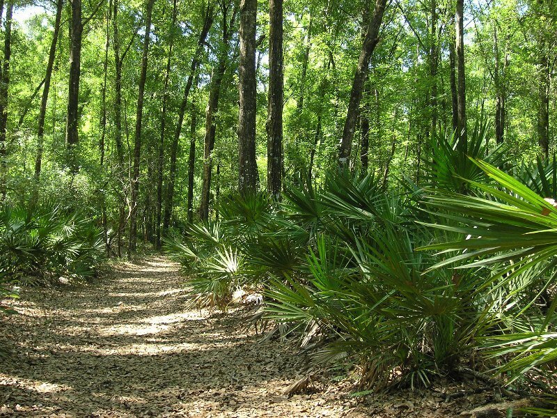 Forest Path with Palm Plants