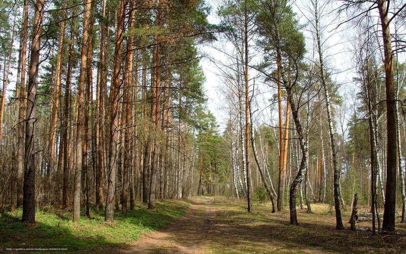 Forest Path with Pine and Birch